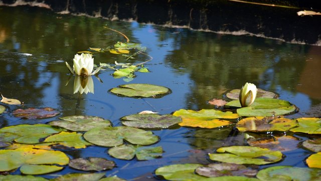 香港六合彩鸡特码神秘魅力